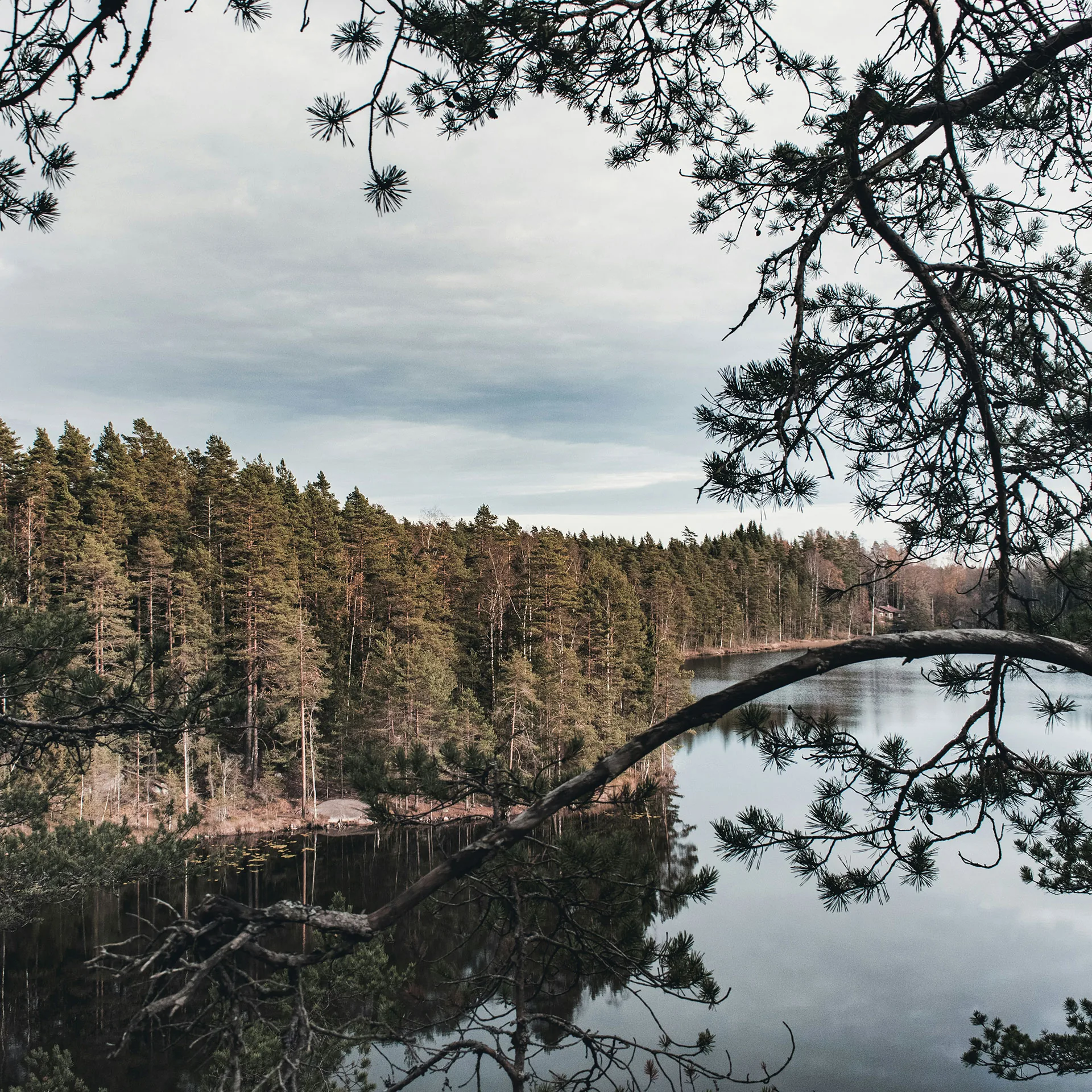 Naturbild med grenar i förgrunden och skog och sjö i bakgrunden